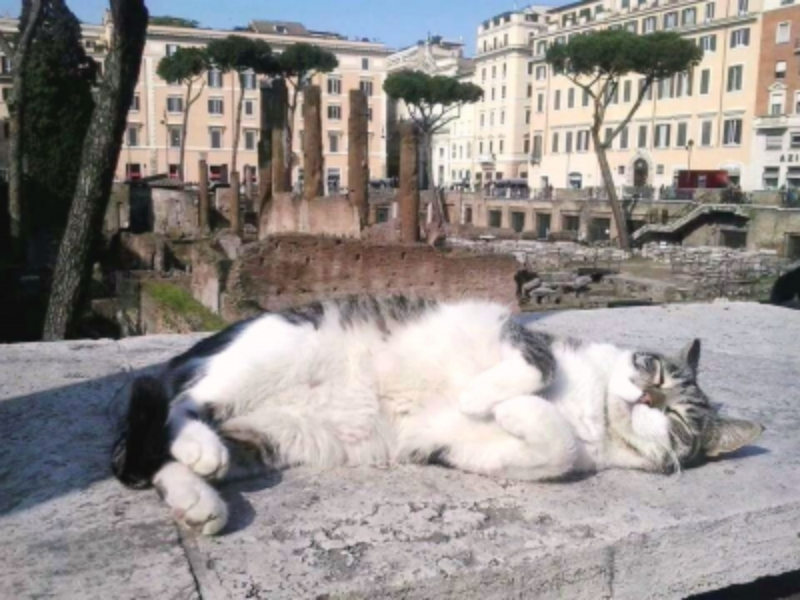 Curiosidades - Gatos De Roma 