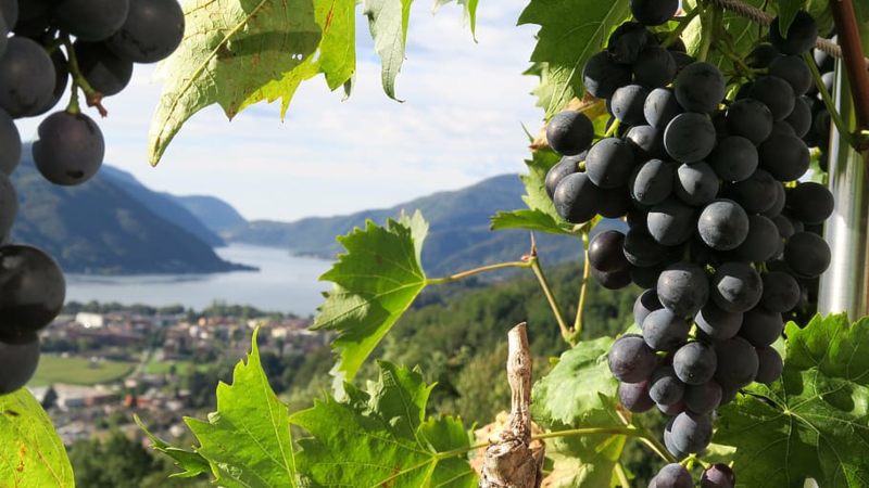 vinos italianos - Grapes Lake Plant Nature Peqsels