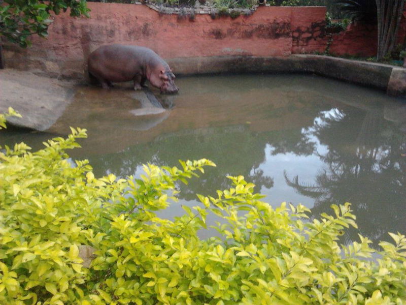 Jardin - Hipopotamo En El Jardin Botanico