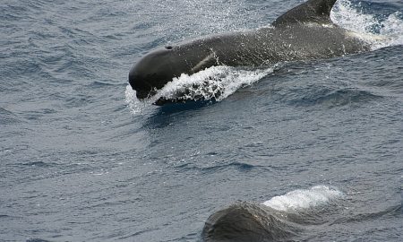 Balena Copertina