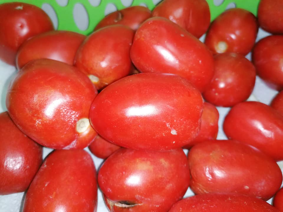 Tante le tipologie di pomodoro impiegate nella preparazione delle bottiglie di salsa di pomodoro