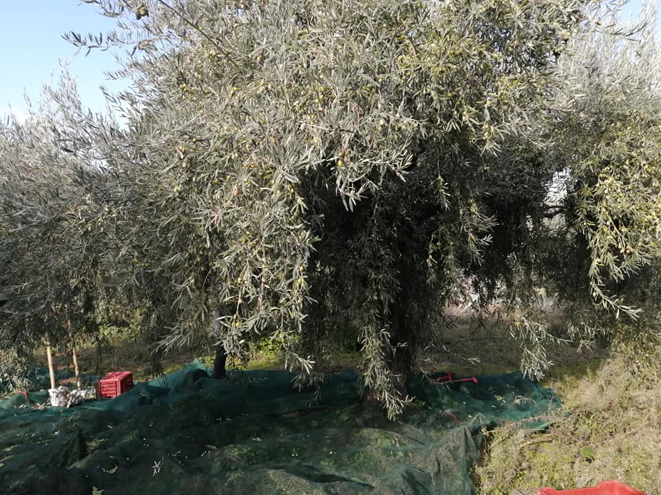 Albero Di Olive