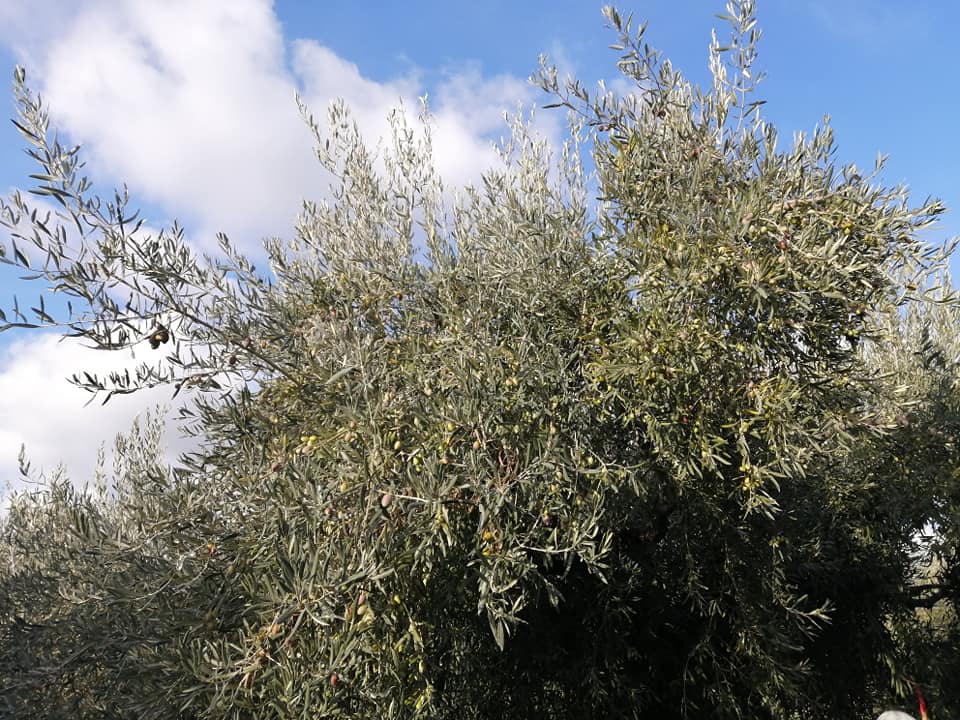 L'albero che produce la qualità di olive Nocellara dell'Etna presente a Biancavilla. 