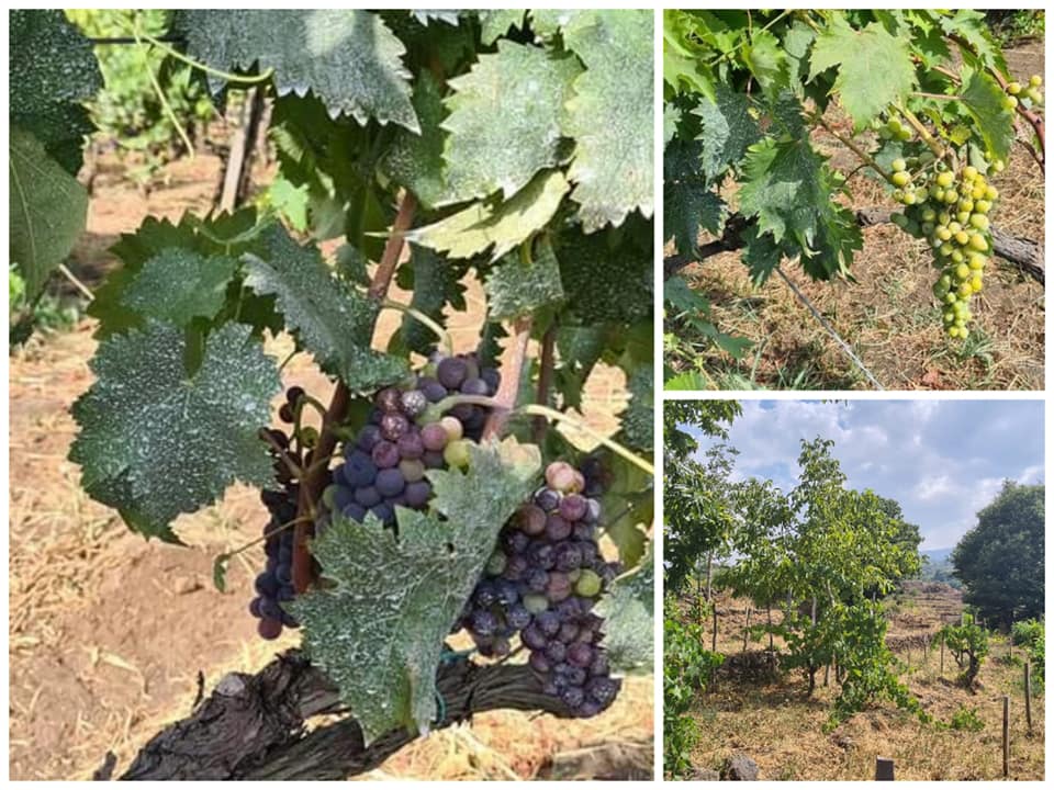 Le vigne rigogliose di Biancavilla con le loro uve bellissime  sono pronte per la vendemmia