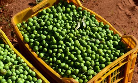 Nocellara dell'Etna: la qualità di Olive coltivate A Biancavilla