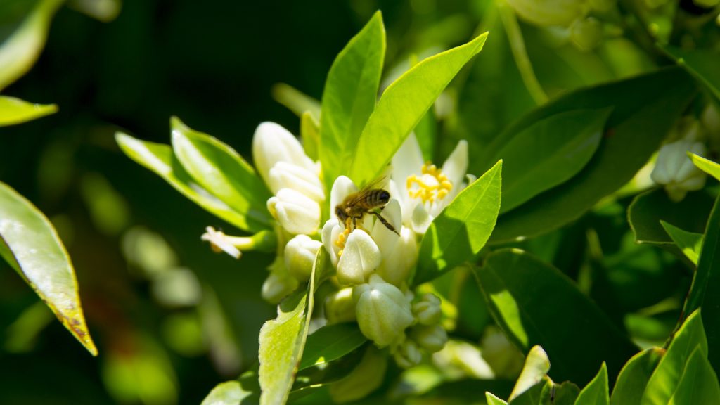 La zagara attira le api che producono durante l'estate un pregiato miele