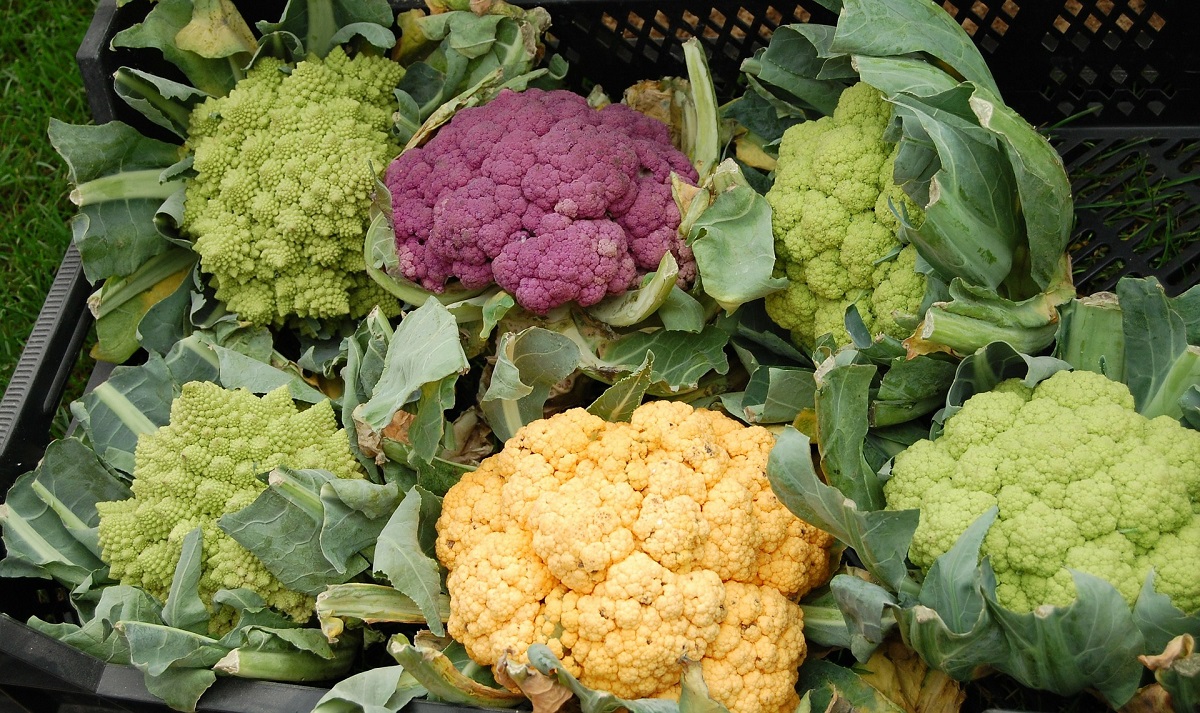 La coliflor y sus diferentes colores en regiones italianas - itBogotá