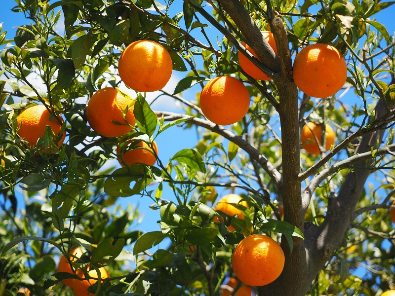 Dulces tipicos - Arbol De Naranja