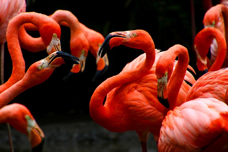Regiones - Flamingos
