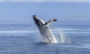 Avistamiento de ballenas - Ballena