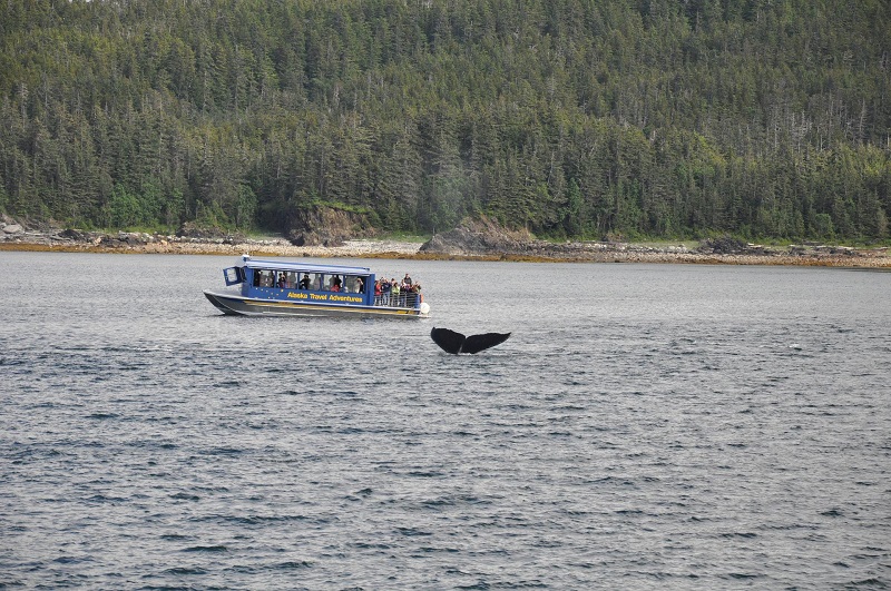 Avistamiento de ballenas - Viendo Desde Una Embarcacion