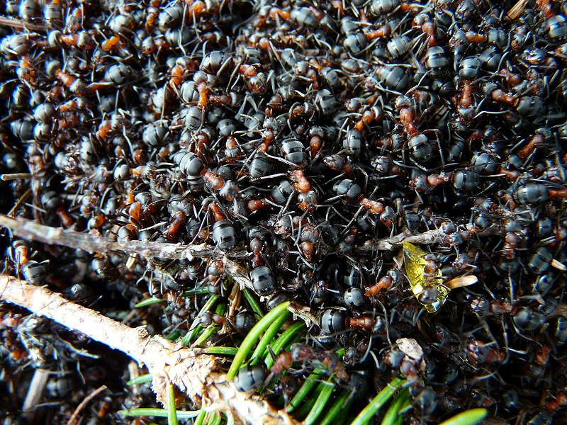 Comidas exoticas - Hormigas
