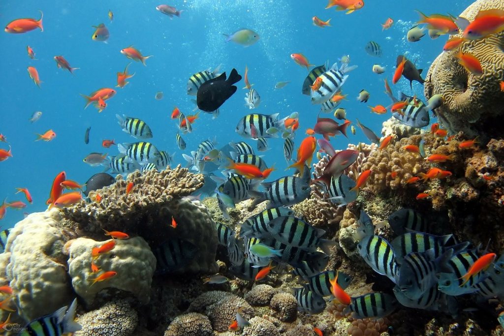 Acuario de Genova - Pecera