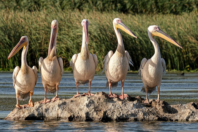 Ecoturismo - Pelicanos