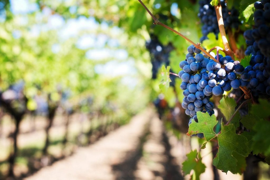 Viñedos de la Toscana - Uvas