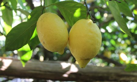 Limoncello - Arbol Limones
