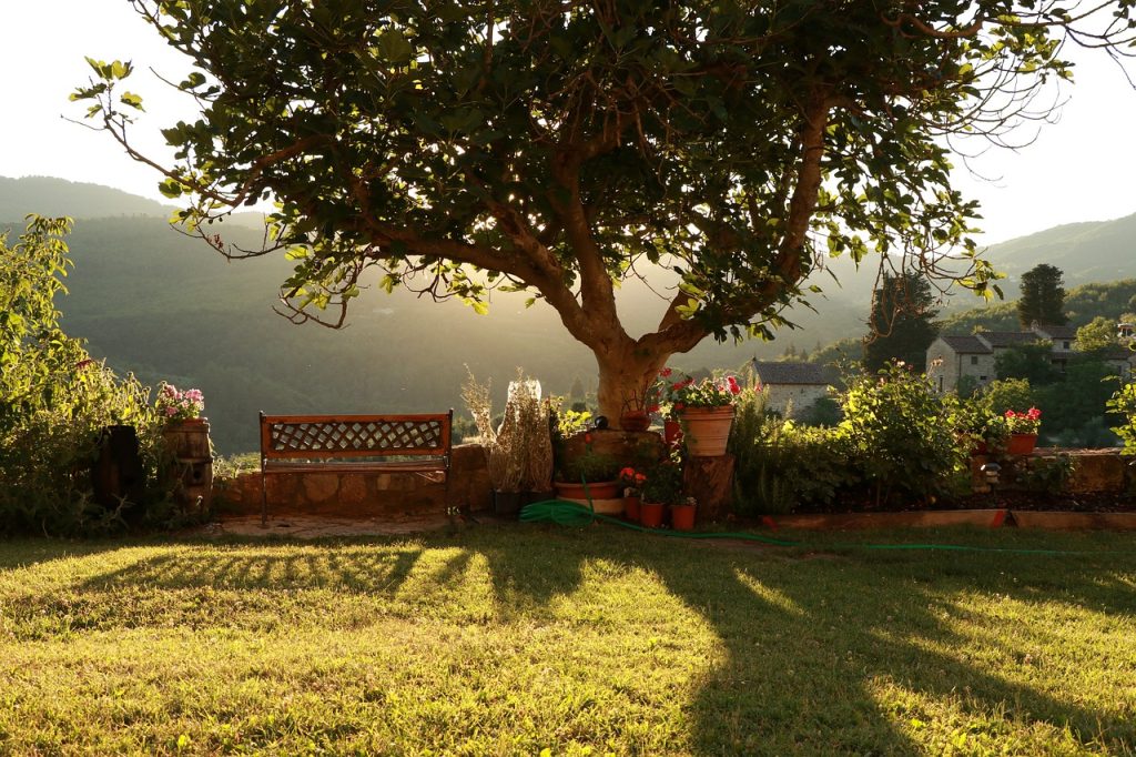 Chianti - Arbol Y Colina