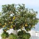 limões de Amalfi - arbol De Limones