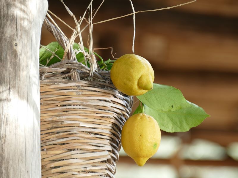 limões de Amalfi - Canasta Con Limones