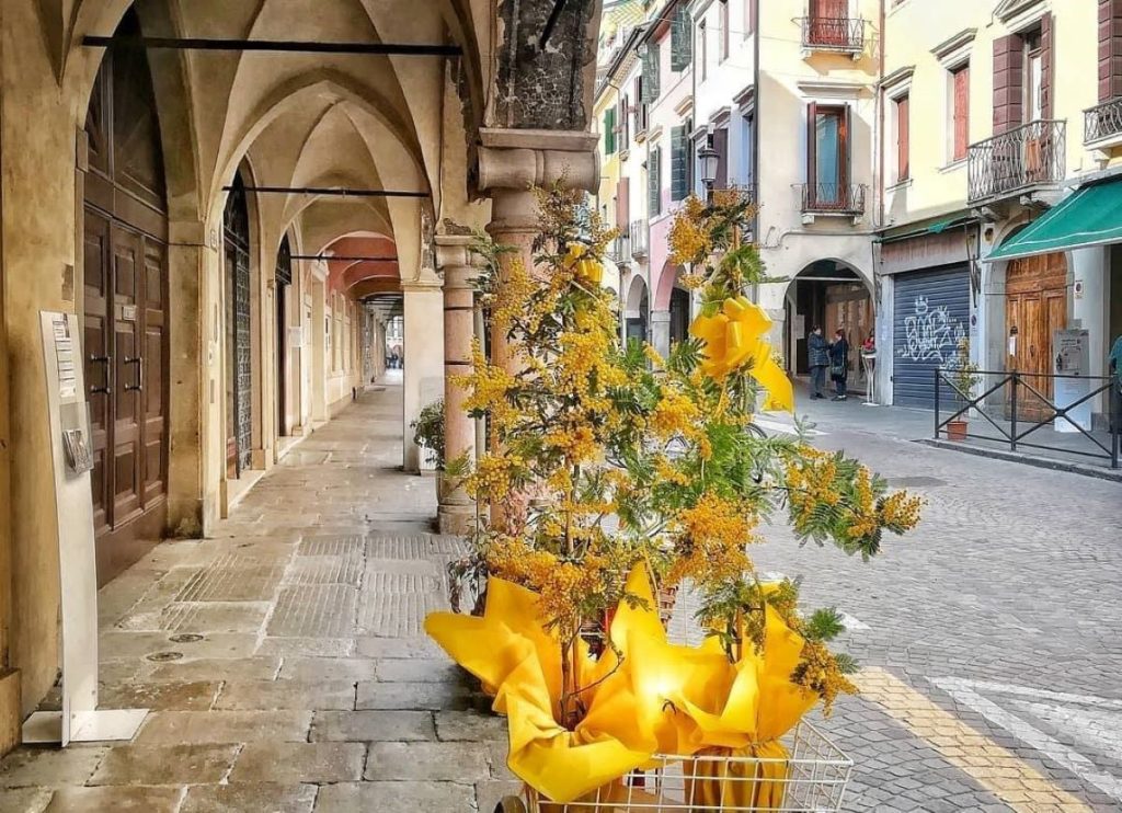 mimosas - Padova Y Flores Amarillas
