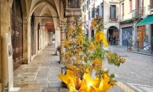 mimosas - Padova Y Flores Amarillas