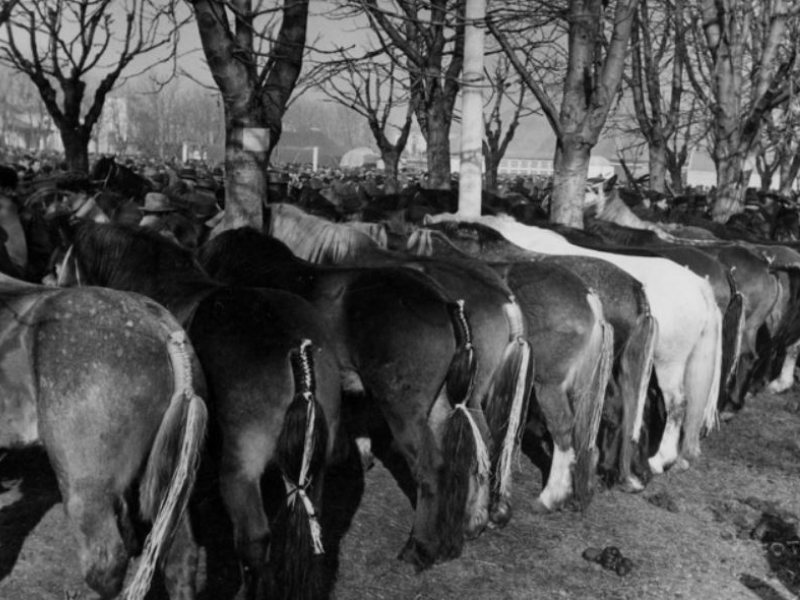 Muli e cavalli a S. Valentino
