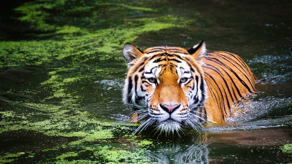 Tigre Foto Di Andibreit Da Pixabay