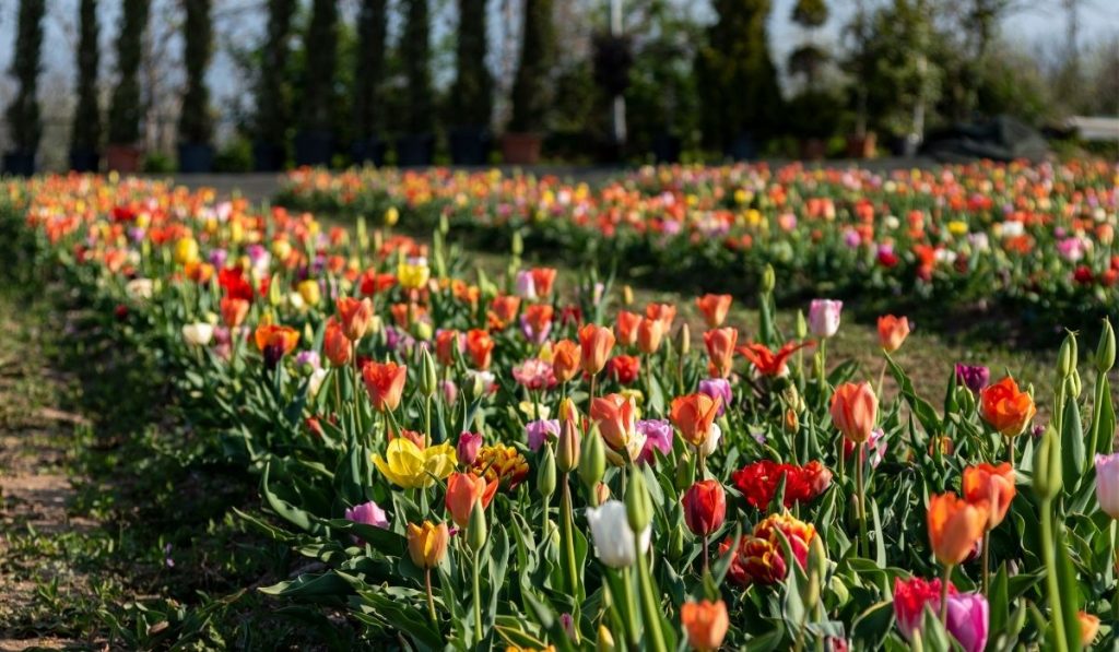 Fioritura Di Tulipani Colorati