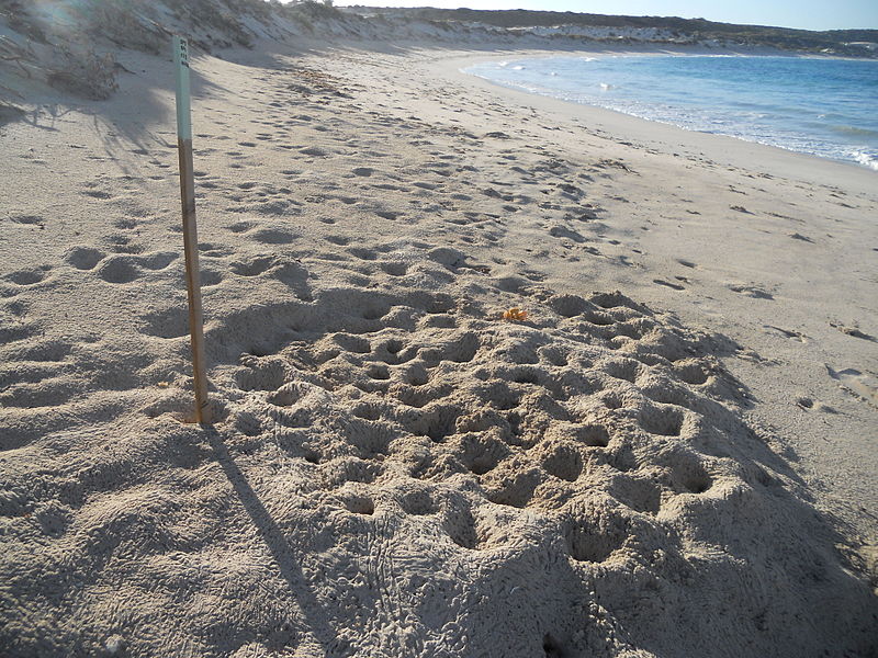 Spiaggia Uova tartarughe