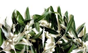 Olive Bianche E Rami