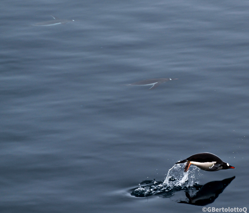 meteorología y fotografía se unen - En El Mar De La Antartica, uno de los tres pinguinos salta y su reflejo se ve en el agua.