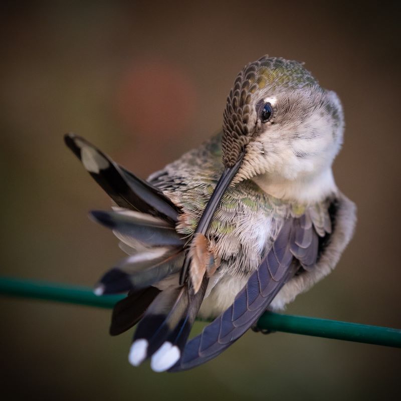 colibrís - Amelie