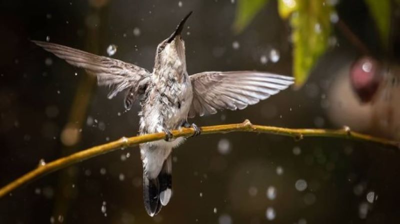 colibrís - Lluvia