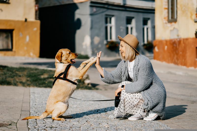 fotografía - Girl And Dog