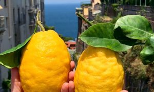 limón - Limoni Sorrento