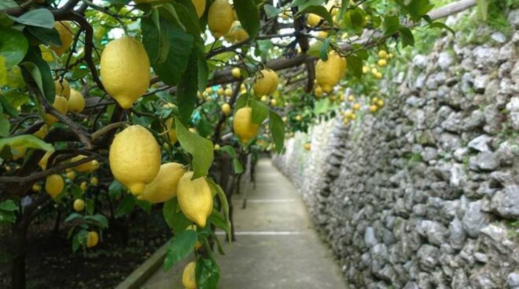 Limone - Sendero