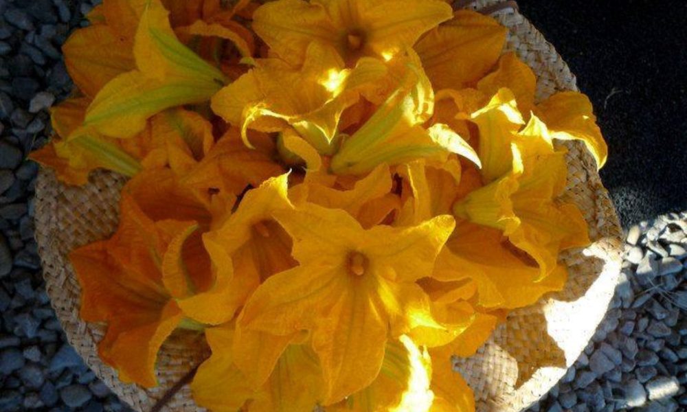 fiori di zicca - Flores De Zapallo