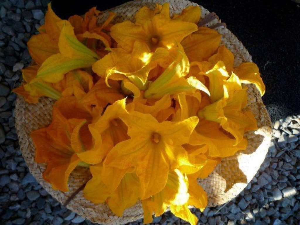 fiori di zicca - Flores De Zapallo