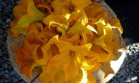fiori di zicca - Flores De Zapallo