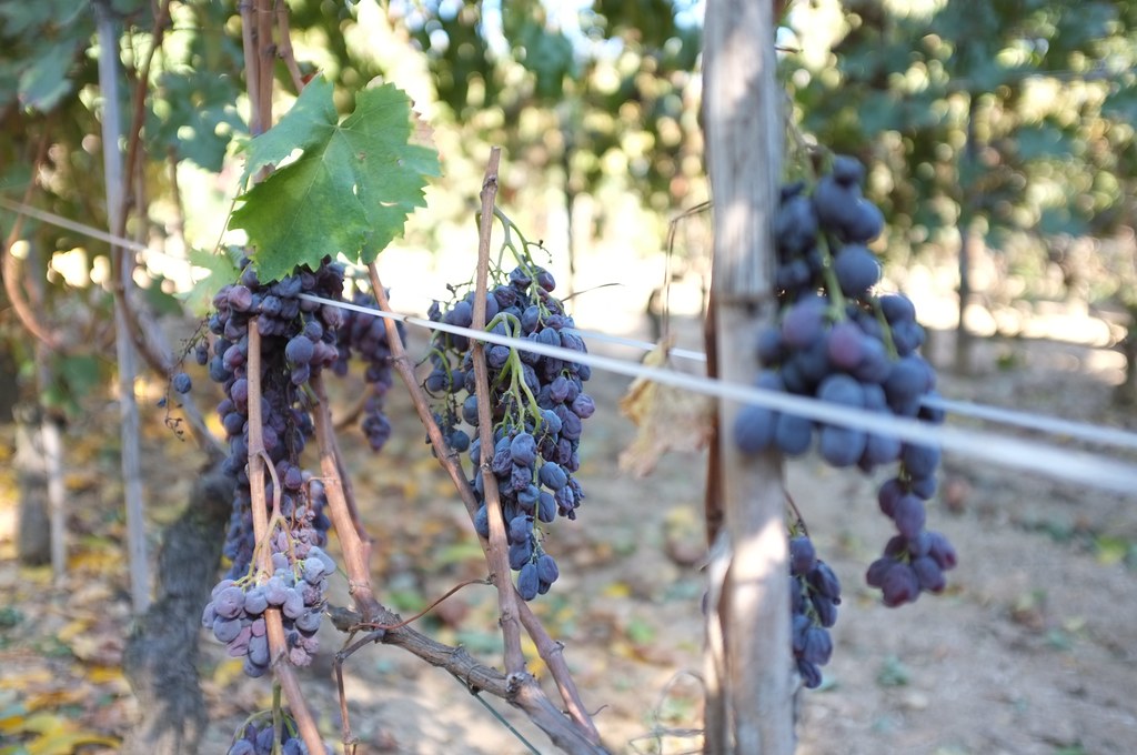 De Le Langhe A América: La Historia Detrás De Los Mejores Vinos Dulces Del Mundo