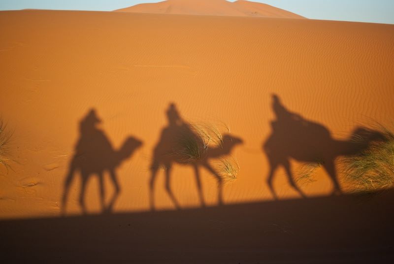 Bastones - Camellos