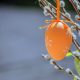 mesas Taljani - Huevo Naranjo