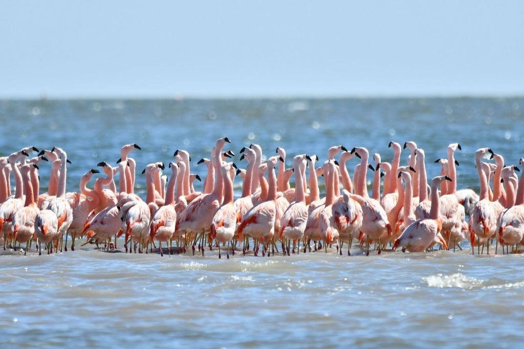 Mar Chiquita Flamencos En Cortejo
