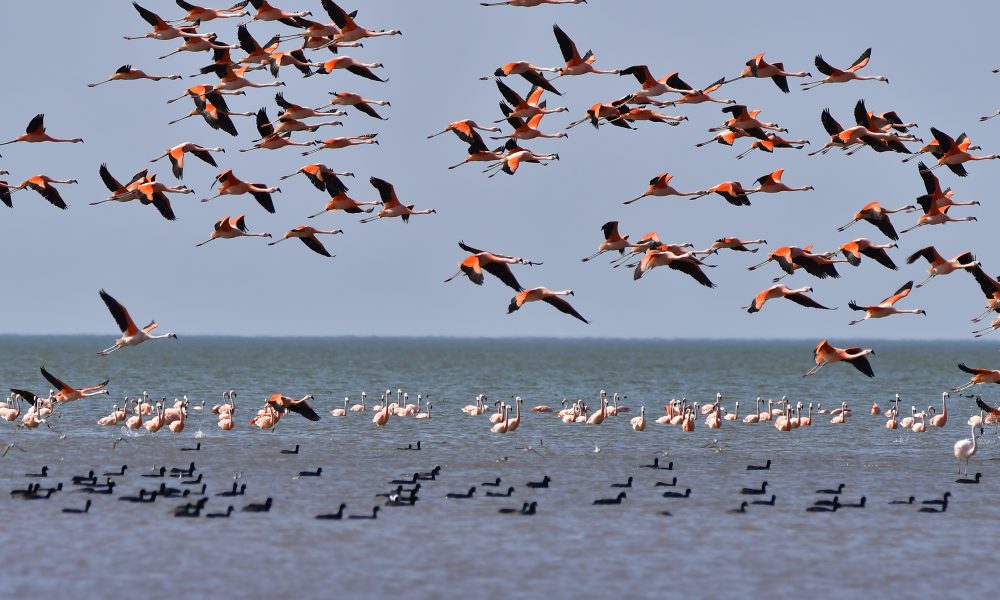 Mar Chiquita - Flamencos En Vuelo