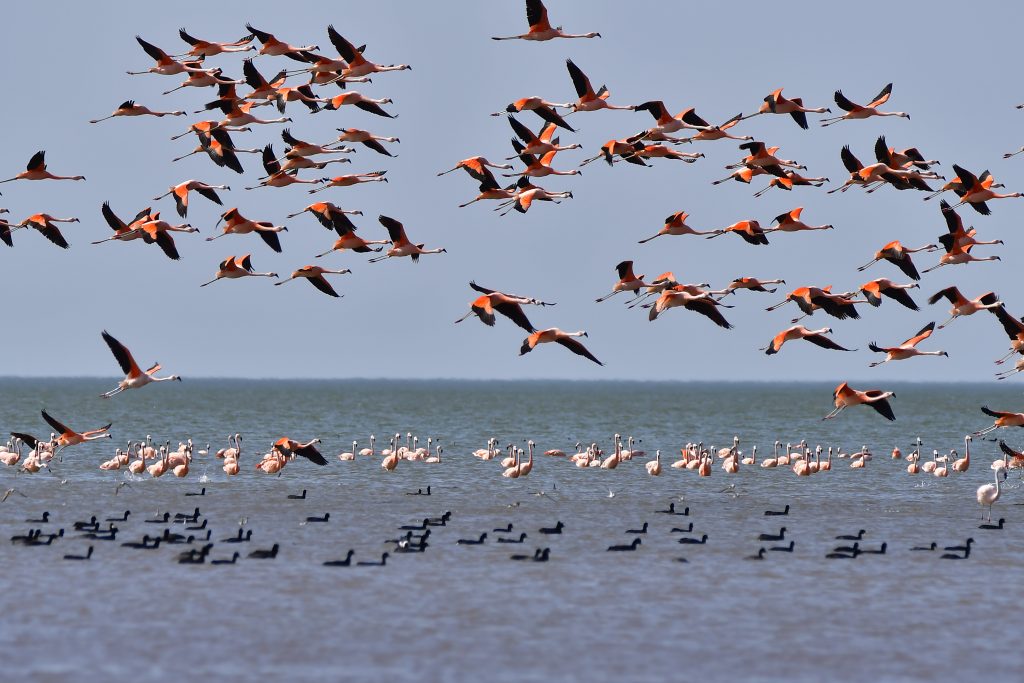 Mar Chiquita - Flamencos En Vuelo