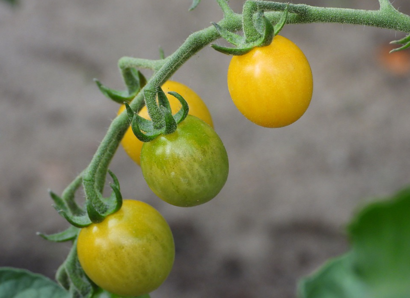Tomate Tomates Verdes Y Amarillos