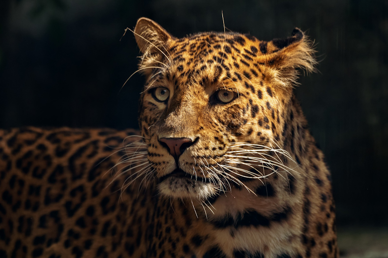 yaguaretés - Jaguar
