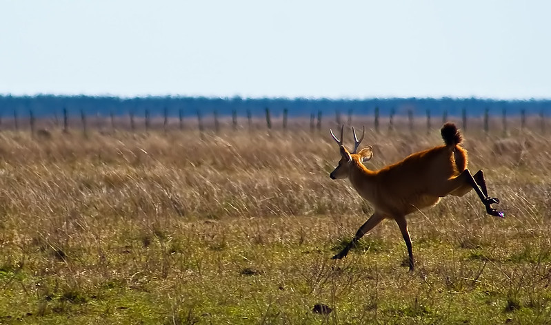 ciervo de los pantanos - saltando en reserva san nicolas