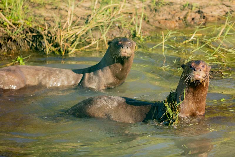 nutria - Alondra Coco