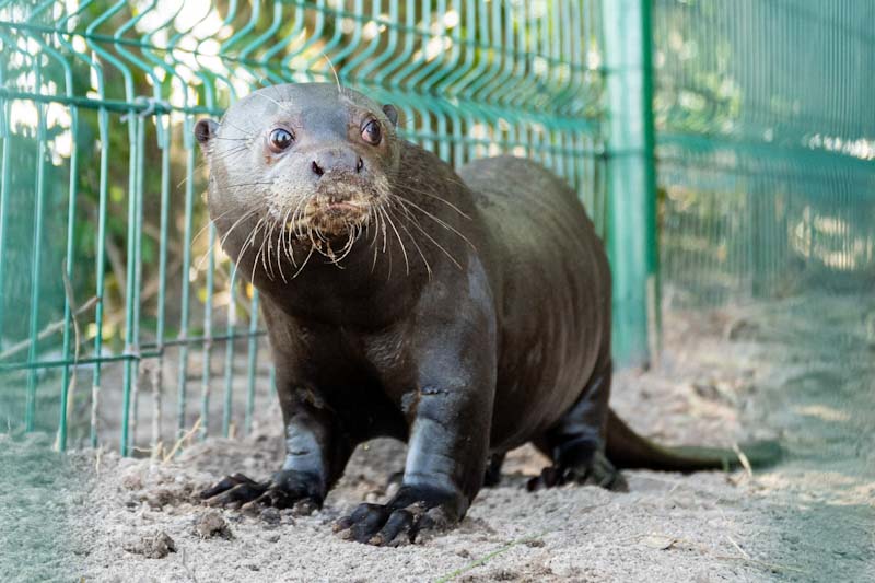 nutria - Nanay